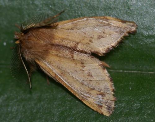 Réf. 246 702 : Ptilophora plumigera